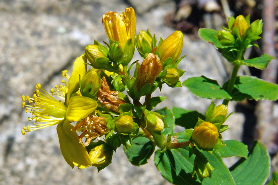 Hypericum tetrapterum / Erba di San Giovanni alata